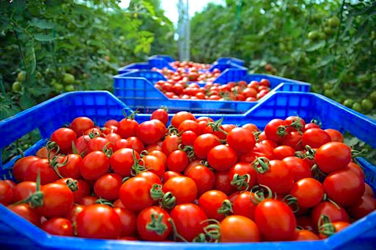 صادرات الطماطم المغربية تحقق رقماً قياسياً في 2025 وتعزز موقع المغرب عالمياً
